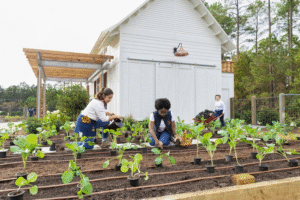 Berkebun: Peluang Bisnis Menguntungkan di Tengah Gaya Hidup Sehat dan Berkelanjutan