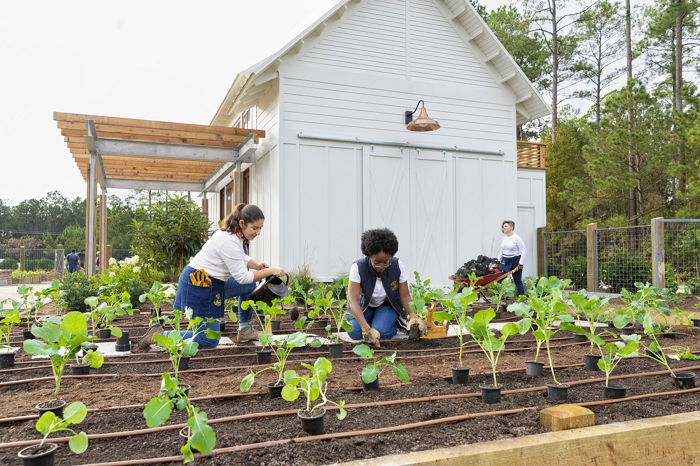 Berkebun: Peluang Bisnis Menguntungkan di Tengah Gaya Hidup Sehat dan Berkelanjutan