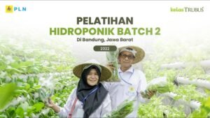 Bertani di Lahan Sempit: Solusi Kreatif untuk Ketahanan Pangan Keluarga