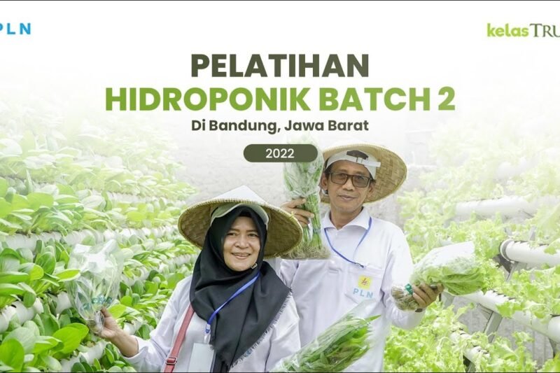 Bertani di Lahan Sempit: Solusi Kreatif untuk Ketahanan Pangan Keluarga
