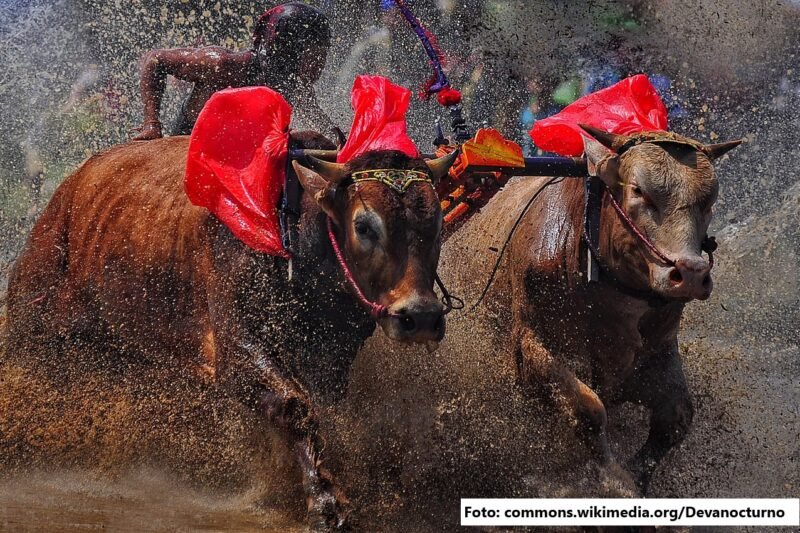 Karapan Sapi: Simbol Kehormatan dan Kecepatan dari Tanah Madura