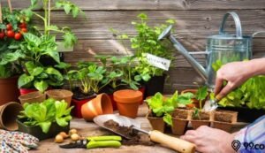 Menjelajahi Keajaiban Kebun Sendiri: Panduan Lengkap Menanam Sayuran Organik di Rumah