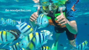 Menjelajahi Keindahan Bawah Laut: Spot Snorkeling Terbaik di Indonesia yang Wajib Dikunjungi