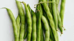 Lima Manfaat Penting Mengonsumsi Buncis Secara Rutin